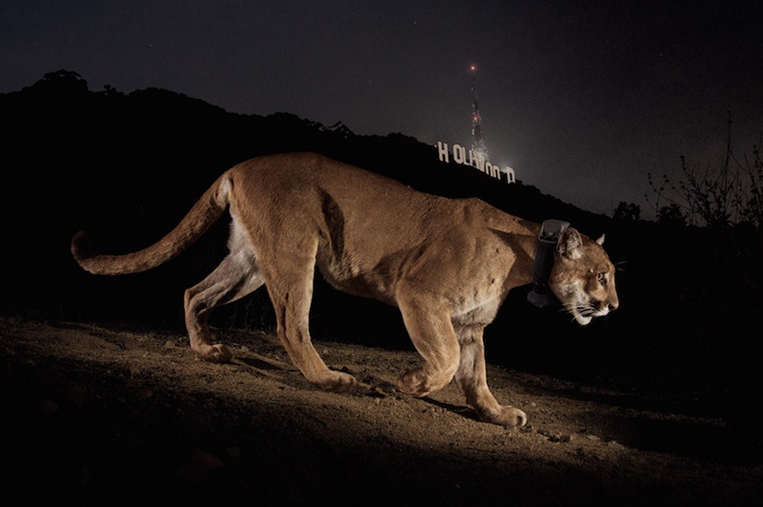 mountain lion